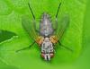 Solieria sp.